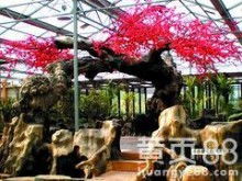 石家庄萍萍园艺景观设计有限公司 景观假山的艺术与实用价值